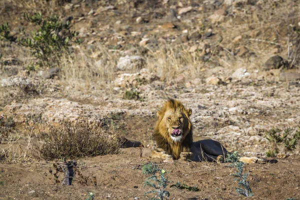 Leão Africano Parque Nacional Kruger África Sul Espécie Panthera Leo — Fotografia de Stock