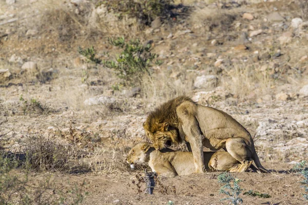 在南非克鲁格国家公园的非洲狮子 Felidae的Panthera Leo家族 — 图库照片
