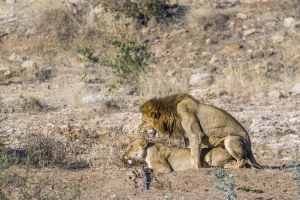 Afrikai Oroszlán Kruger Nemzeti Parkban Dél Afrika Faj Panthera Leo — Stock Fotó