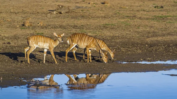 Nyala Kruger National Park Zuid Afrika Soort Tragelaphus Angasii Familie — Stockfoto