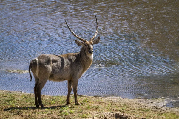 Gemeenschappelijke Waterbok Kruger National Park Zuid Afrika Specie Kobus Ellipsiprymnus — Stockfoto