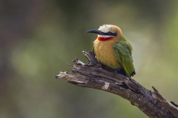 White Fronted Bee Eater Kruger National Park South Africa Specie — Stock Photo, Image