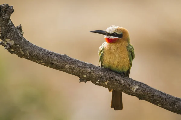 Białym Frontem Bee Eater Kruger National Park Afryka Południowa Specie — Zdjęcie stockowe