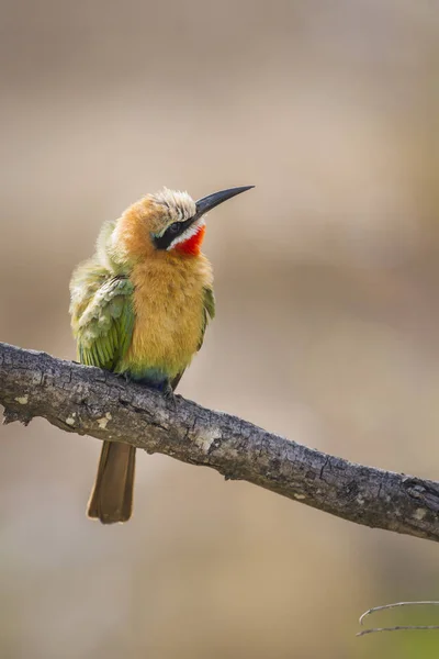 White Fronted Bee Eater Kruger National Park South Africa Specie — Stock Photo, Image