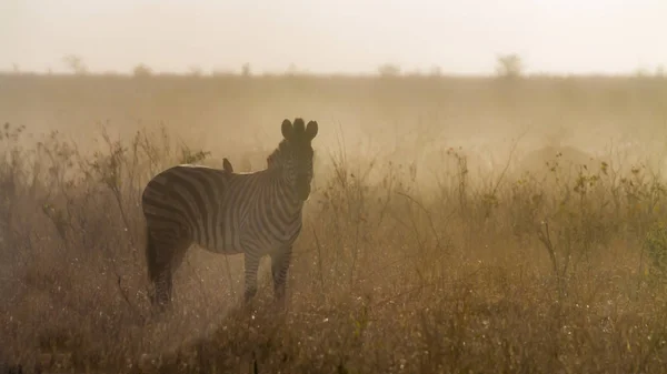 Slätterna Zebra Kruger National Park Sydafrika Arten Equus Quagga Burchellii — Stockfoto
