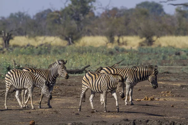 Plains zebra in Kruger National park, South Africa ; Specie Equus quagga burchellii family of Equidae