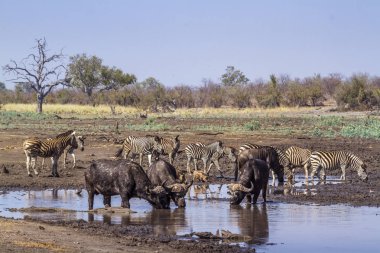 Kruger National park, Güney Afrika Afrika manda; Nakit Syncerus caffer aile Bovidae