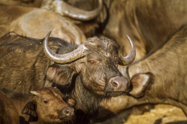 Kruger National park, Güney Afrika Afrika manda; Nakit Syncerus caffer aile Bovidae