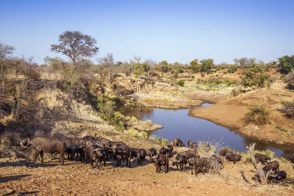 Buvol Africký Krugerův Národní Park Jižní Afrika Specie Syncerus Caffer — Stock fotografie