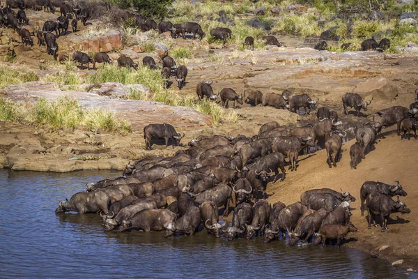 Kruger National park, Güney Afrika Afrika manda; Nakit Syncerus caffer aile Bovidae