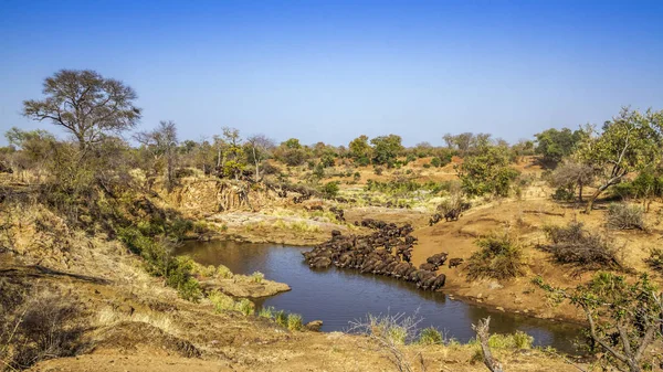 Kafferbivaly Kruger Nemzeti Park Dél Afrika Bovidae Specie Syncerus Caffer — Stock Fotó