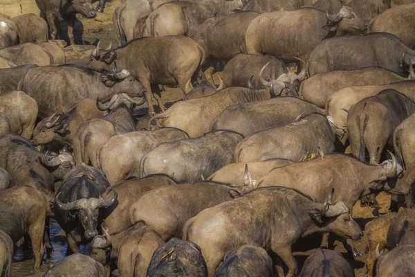 African Buffalo Kruger National Park South Africa Specie Syncerus Caffer — Stock Photo, Image