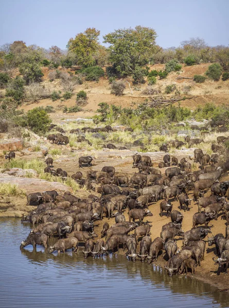 Buffalo Africano Nel Parco Nazionale Kruger Sud Africa Famiglia Bovidae — Foto Stock