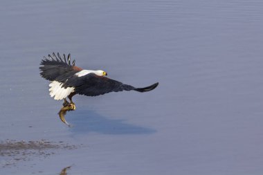 Güney Afrika 'daki Kruger Ulusal Parkı' ndaki Afrika balık kartalı Specie Haliaeetus Accipitridae ailesinin vokalisti.