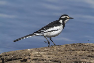 Afrika Pied Kuyruksallayan Kruger National park, Güney Afrika için; Nakit Motacilla aguimp ailesi Kuyruksallayangiller