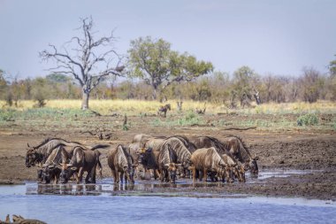 Güney Afrika 'daki Kruger Ulusal Parkı' nda mavi antilop Bovidae familyasından Specie Connochaetes taurinus.