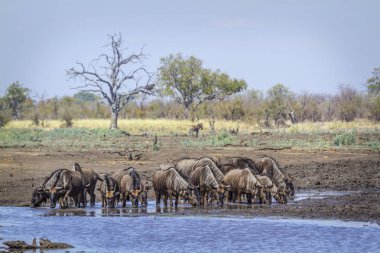 Güney Afrika 'daki Kruger Ulusal Parkı' nda mavi antilop Bovidae familyasından Specie Connochaetes taurinus.