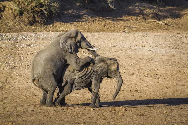 Afrikaanse Bush Elephant Kruger National Park Zuid Afrika Specie Loxodonta — Stockfoto