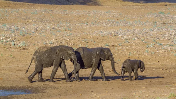 アフリカのブッシュゾウ クルーガー国立公園 南アフリカ ゾウ科の正貨 Loxodonta アフリカーナ家族 — ストック写真