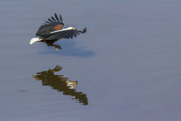 Aquila Pescatrice Africana Nel Parco Nazionale Kruger Sudafrica Specie Haliaeetus — Foto Stock