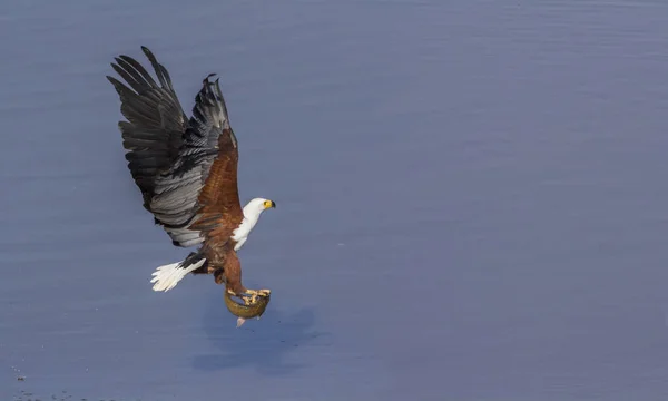 Aigle Poisson Africain Dans Parc National Kruger Afrique Sud Espèce — Photo