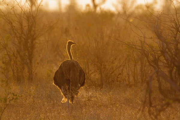 Avestruz Africana Parque Nacional Kruger África Sul Espécie Struthio Camelus — Fotografia de Stock