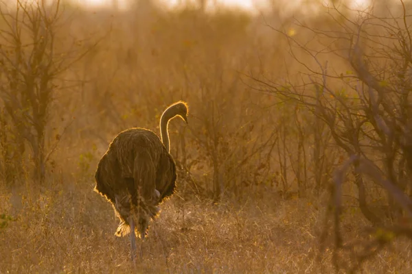 Struzzo Africano Nel Parco Nazionale Kruger Sudafrica Specie Struthio Camelus — Foto Stock