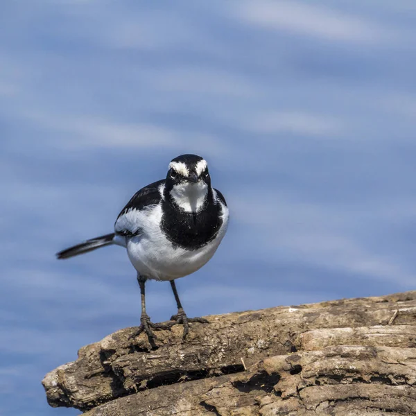 African Pied Wagtail Nel Parco Nazionale Kruger Sudafrica Specie Motacilla — Foto Stock