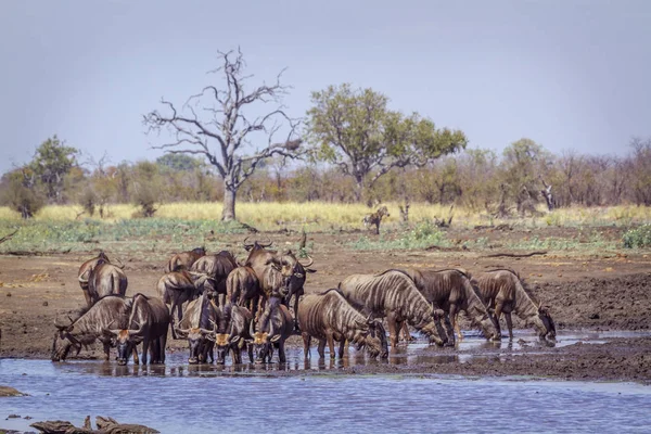Blue Wildebeest Kruger National Park Νότια Αφρική Specie Connochaetes Taurinus — Φωτογραφία Αρχείου