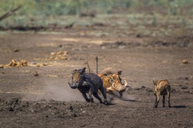 Kruger National park, Güney Afrika için ortak warthog; Nakit Phacochoerus africanus ailesi Domuzgiller