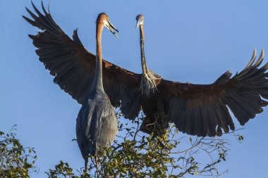 Goliath heron Kruger National park, Güney Afrika için; Nakit Ardea goliath ailesi Ardeidae