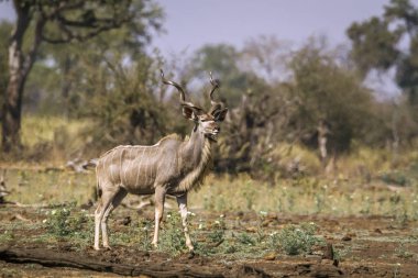 Kruger National park, Güney Afrika için büyük kudu; Nakit yayılım gösterir: strepsiceros aile Bovidae