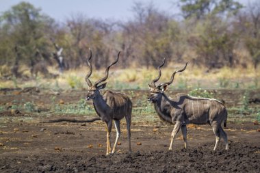 Kruger National park, Güney Afrika için büyük kudu; Nakit yayılım gösterir: strepsiceros aile Bovidae
