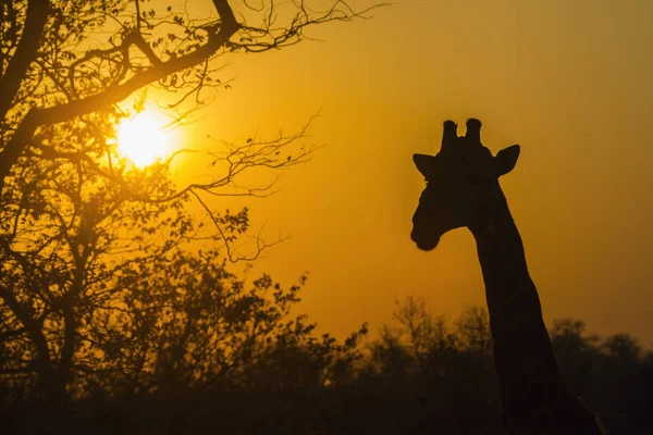 Zsiráf Kruger Nemzeti Park Dél Afrikai Köztársaság Specie Giraffa Zsiráf — Stock Fotó