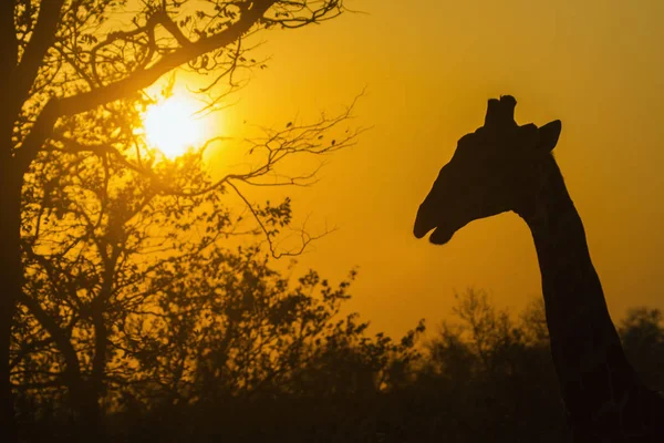 Zsiráf Kruger Nemzeti Park Dél Afrikai Köztársaság Specie Giraffa Zsiráf — Stock Fotó