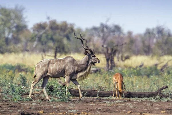 Grand Kudu Dans Parc National Kruger Afrique Sud Espèce Tragelaphus — Photo