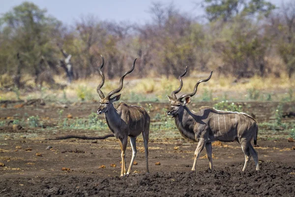 Kruger National Park Güney Afrika Için Büyük Kudu Nakit Yayılım — Stok fotoğraf