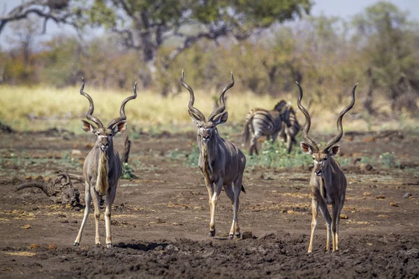 Greater Kudu Kruger National Park Sudafrica Specie Tragelaphus Strepsiceros Family — Foto Stock