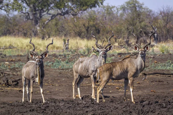 Greater Kudu Kruger National Park Sudáfrica Specie Tragelaphus Strepsiceros Family —  Fotos de Stock