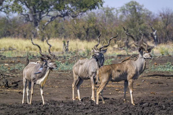 Kruger National Park Güney Afrika Için Büyük Kudu Nakit Yayılım — Stok fotoğraf