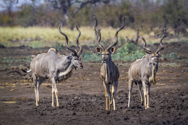 Kudu 공화국 Tragelaphus Strepsiceros Bovidae의 — 스톡 사진