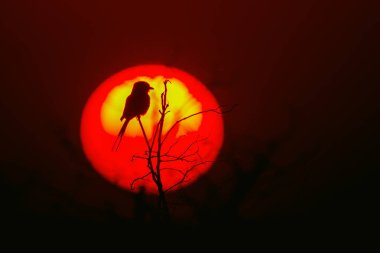 Lila kruvaze silindir Kruger National park, Güney Afrika için; Nakit Coracias uzunkuyruk ailesi Coraciidae