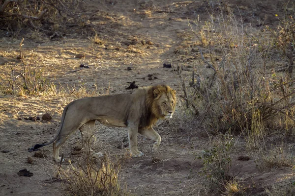 León Africano Parque Nacional Kruger Sudáfrica Especie Panthera Leo Familia — Foto de Stock