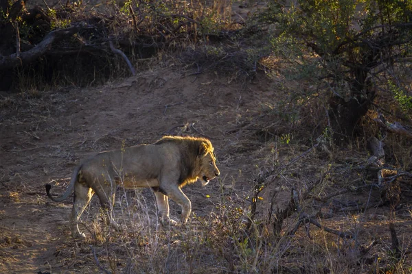 Leone Africano Nel Parco Nazionale Kruger Sud Africa Specie Panthera — Foto Stock