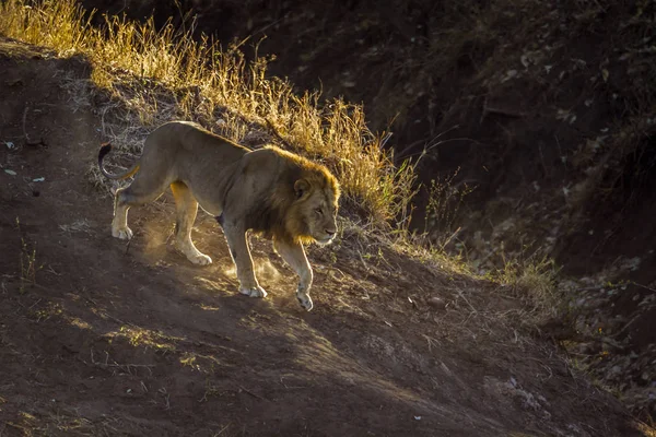 León Africano Parque Nacional Kruger Sudáfrica Especie Panthera Leo Familia —  Fotos de Stock