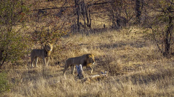 León Africano Parque Nacional Kruger Sudáfrica Especie Panthera Leo Familia — Foto de Stock