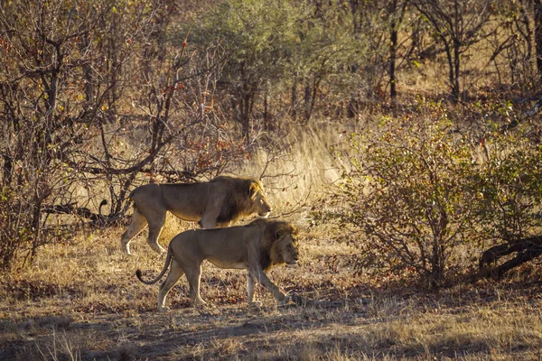 Αφρικανικό Λιοντάρι Στο Εθνικό Πάρκο Kruger Νότια Αφρική Οικογένεια Felidae — Φωτογραφία Αρχείου