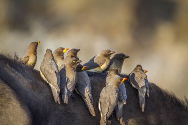 Yellow billed Oxpecker in Kruger National park, South Africa ; Specie Buphagus africanus family of Buphagidae clipart