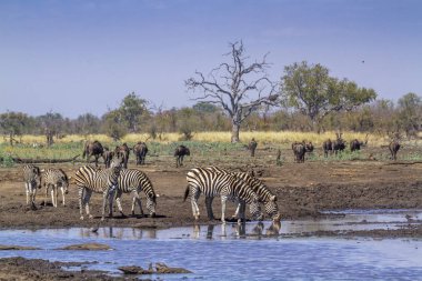 Ovalar zebra Kruger National park, Güney Afrika için; Atgiller nakit Equus quagga burchellii ailesi