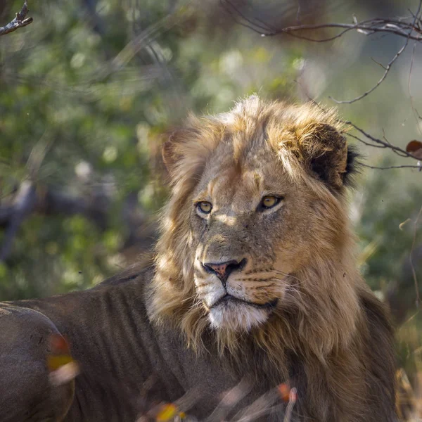 León Africano Parque Nacional Kruger Sudáfrica Especie Panthera Leo Familia — Foto de Stock